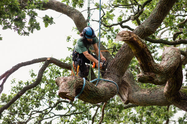 Best Tree Maintenance Programs  in Wanamingo, MN