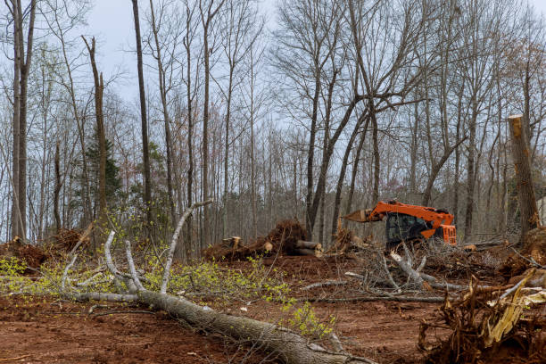 How Our Tree Care Process Works  in  Wanamingo, MN