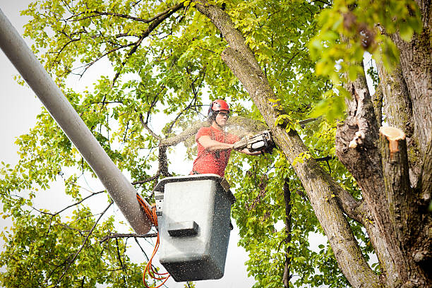 Best Tree Health Inspection  in Wanamingo, MN