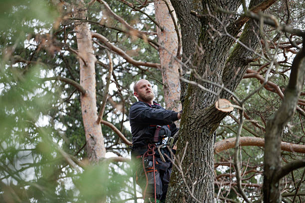  Wanamingo, MN Tree Services Pros